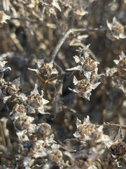 Mesembryanthemum crystallinum