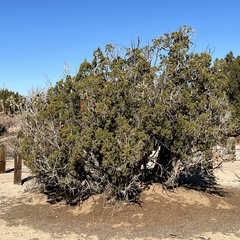 Juniperus californica