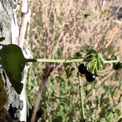 Solanum americanum