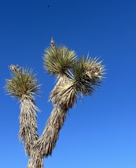 Yucca brevifolia