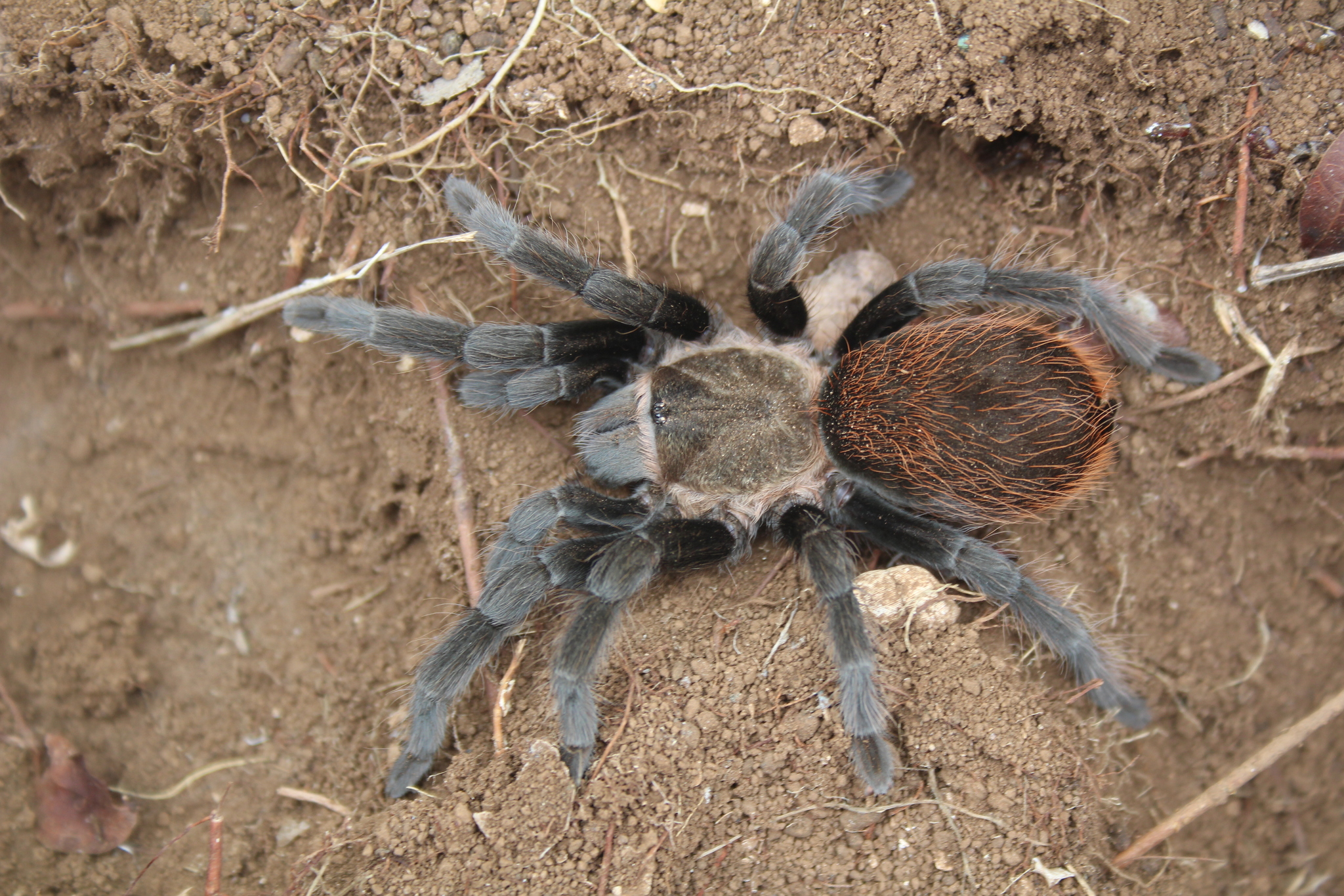 Tarántula trasero oxidado de Yucatán (Tliltocatl epicureanus