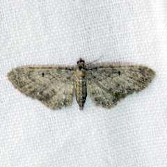 Eupithecia abbreviata