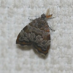 Choreutis melanopepla