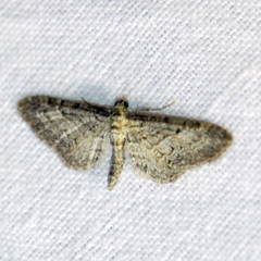Eupithecia vulgata
