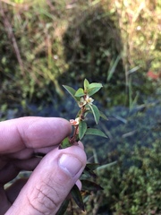 Ludwigia alata