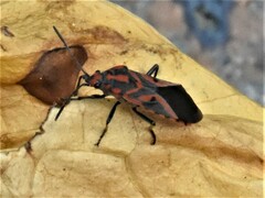 Spilostethus furcula