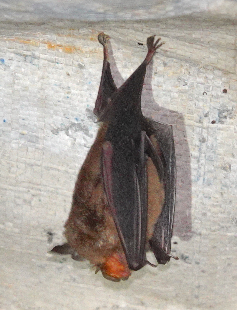 Kai Horseshoe Bat