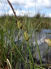 Carex nigra