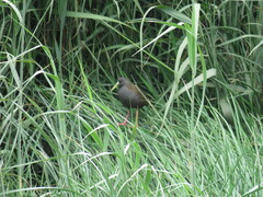 Pardirallus sanguinolentus
