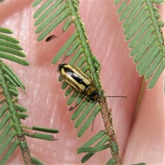 Monolepta subsuturalis