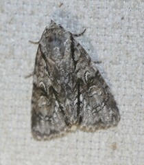 Turnerinycta phaeocosma