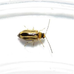 Monolepta subsuturalis