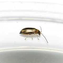 Monolepta subsuturalis