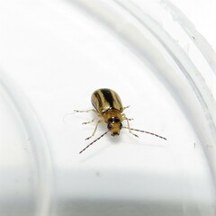 Monolepta subsuturalis