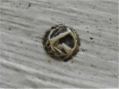 Lepidochitona cinerea