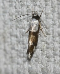 Monopis icterogastra