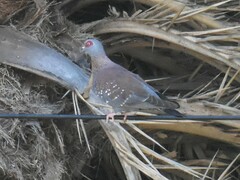 Columba guinea phaeonota