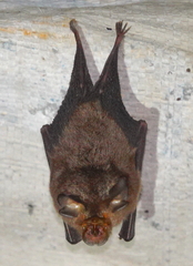 Rhinolophus keyensis