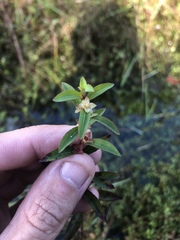 Ludwigia alata