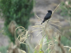 Gnorimopsar chopi