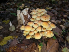 Hypholoma fasciculare
