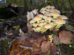Hypholoma fasciculare