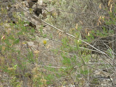 Sicalis olivascens