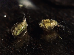 Simocephalus serrulatus