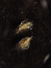 Simocephalus serrulatus