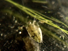 Simocephalus serrulatus