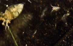 Simocephalus serrulatus