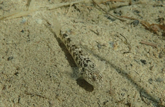 Gobiomorphus breviceps