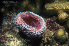 Callyspongia plicifera