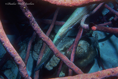 Aulostomus maculatus