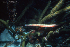 Aulostomus maculatus