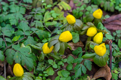 Eranthis hyemalis