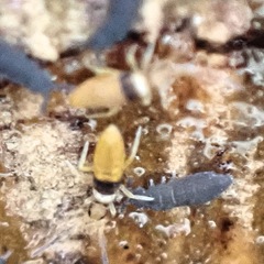 Entomobrya nigrocincta