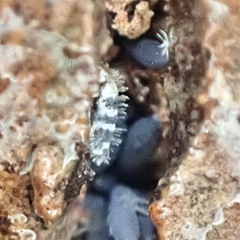 Entomobryidae