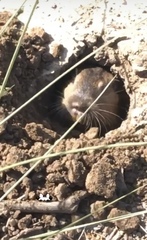 Thomomys