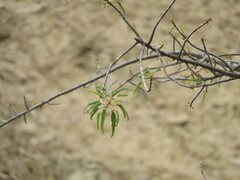 Vasconcellea quercifolia