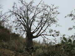 Vasconcellea quercifolia