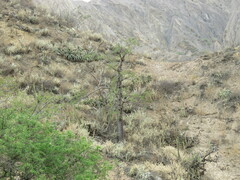 Vasconcellea quercifolia