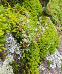 Sedum meyranianum