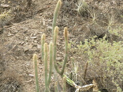 Cleistocactus