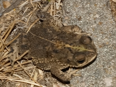 Rhinella dorbignyi