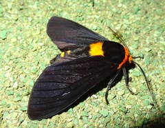 Elysius