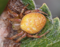 Araniella displicata