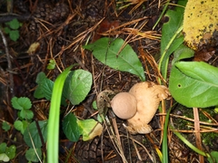 Geastrum