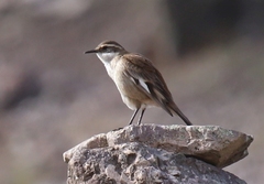 Cinclodes albiventris