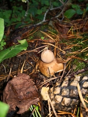 Geastrum